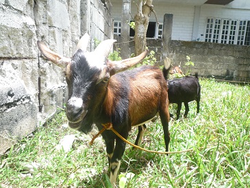 f:id:pepie17:20140315141828j:image