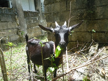 f:id:pepie17:20140315142031j:image