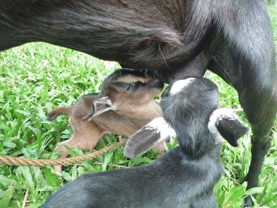 f:id:pepie17:20140331124725j:image f:id:pepie17:20140331124725j:image