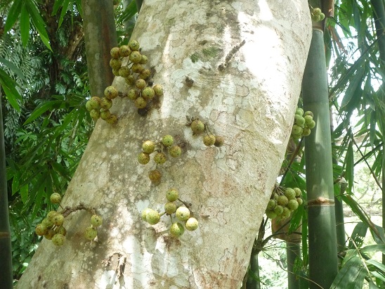 幹から実のなる木 フィリピン中部の ボホール島に住んでいます