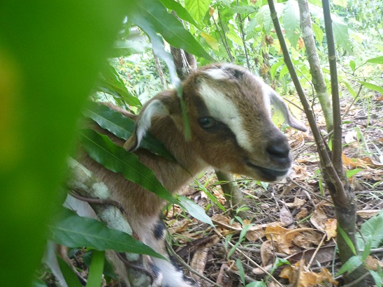 f:id:pepie17:20141119145338j:image