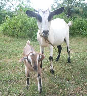 f:id:pepie17:20141123143915j:image