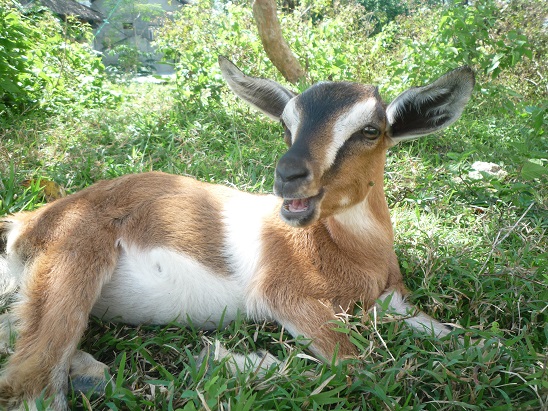 f:id:pepie17:20150206155501j:image