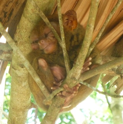 f:id:pepie17:20150207131654j:image