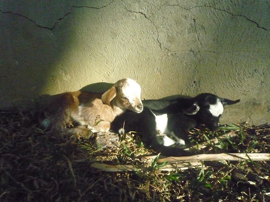 f:id:pepie17:20150418192405j:image