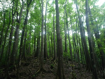 f:id:pepie17:20150502170509j:image