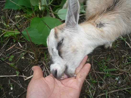 f:id:pepie17:20150702121038j:image