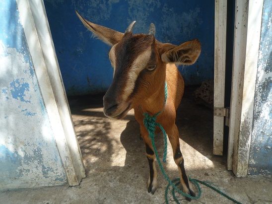 f:id:pepie17:20150730135712j:image