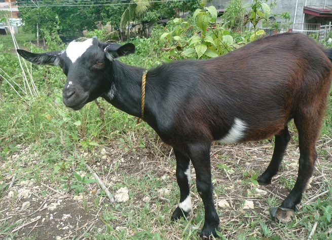 f:id:pepie17:20150907142713j:image