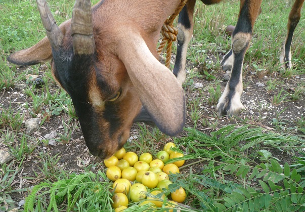 f:id:pepie17:20150908164748j:image