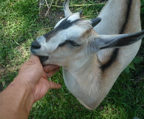 f:id:pepie17:20150917140053j:image