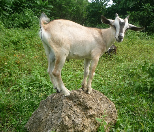 f:id:pepie17:20150929150047j:image