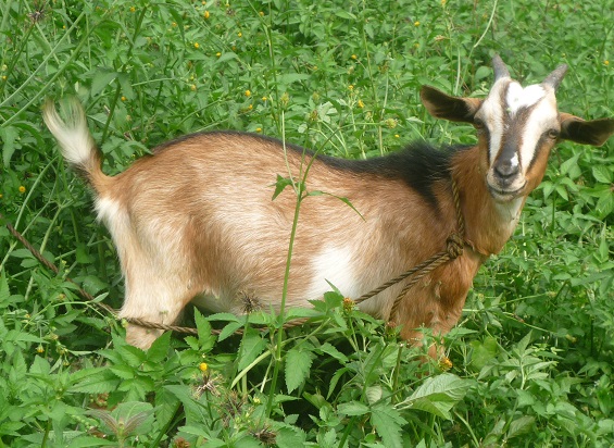 f:id:pepie17:20150929150101j:image