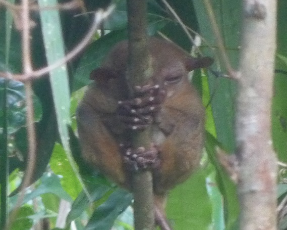 f:id:pepie17:20151107145333j:image