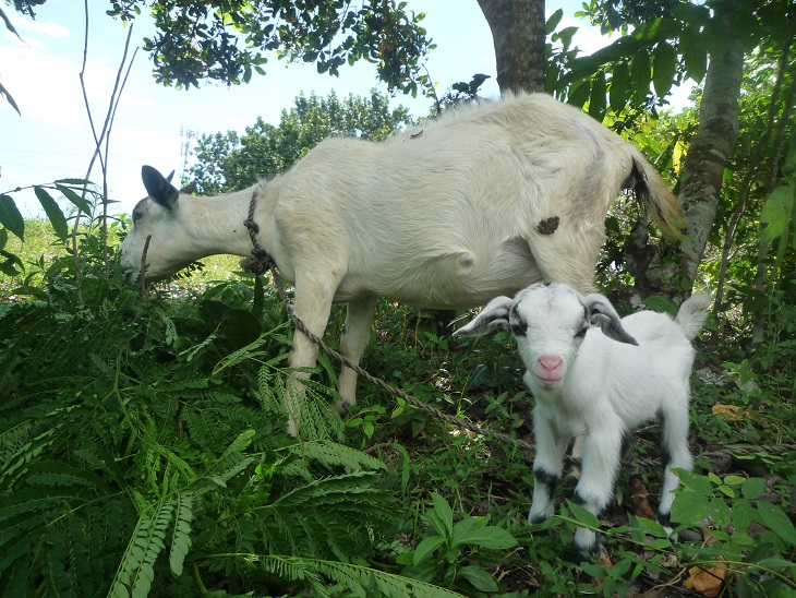 f:id:pepie17:20160108123440j:image