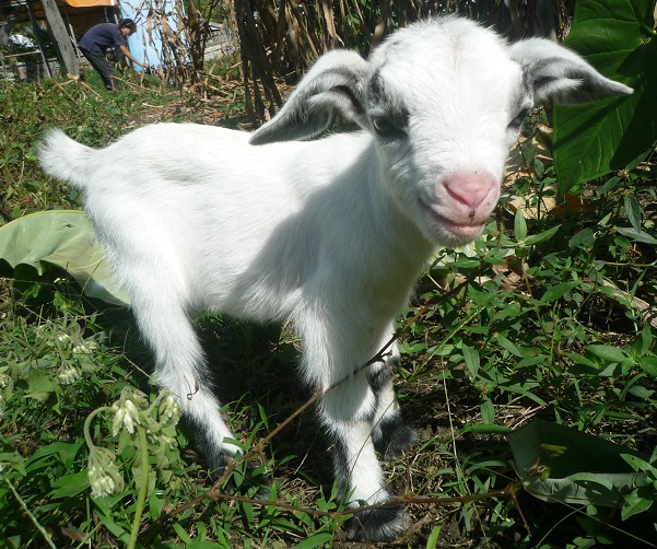 f:id:pepie17:20160111140648j:image