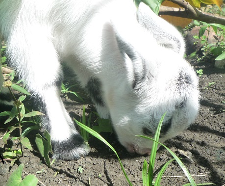 f:id:pepie17:20160111140739j:image