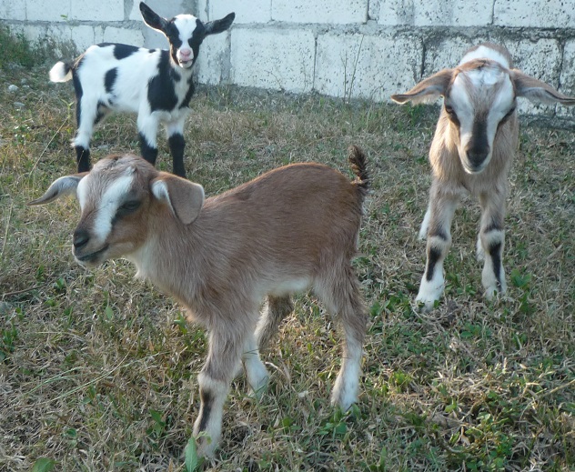 f:id:pepie17:20160224165522j:image