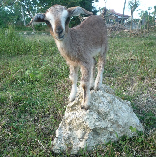 f:id:pepie17:20160224171523j:image