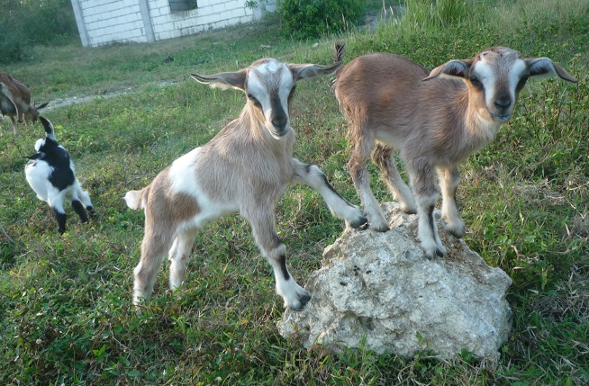 f:id:pepie17:20160224171855j:image