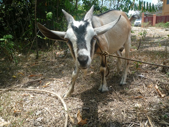 f:id:pepie17:20160412122703j:image