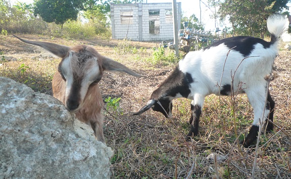 f:id:pepie17:20160416164431j:image