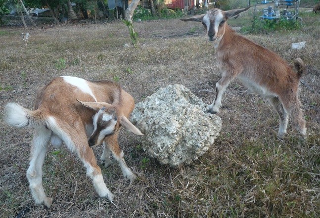 f:id:pepie17:20160416174153j:image