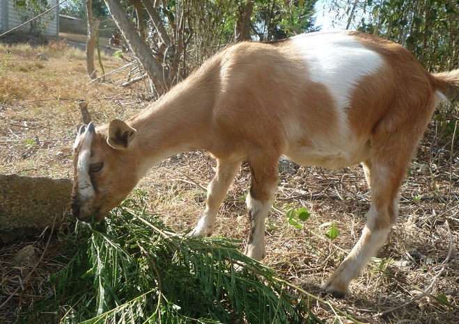 f:id:pepie17:20160502162308j:image