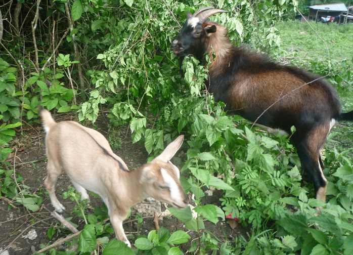 f:id:pepie17:20160711165743j:image