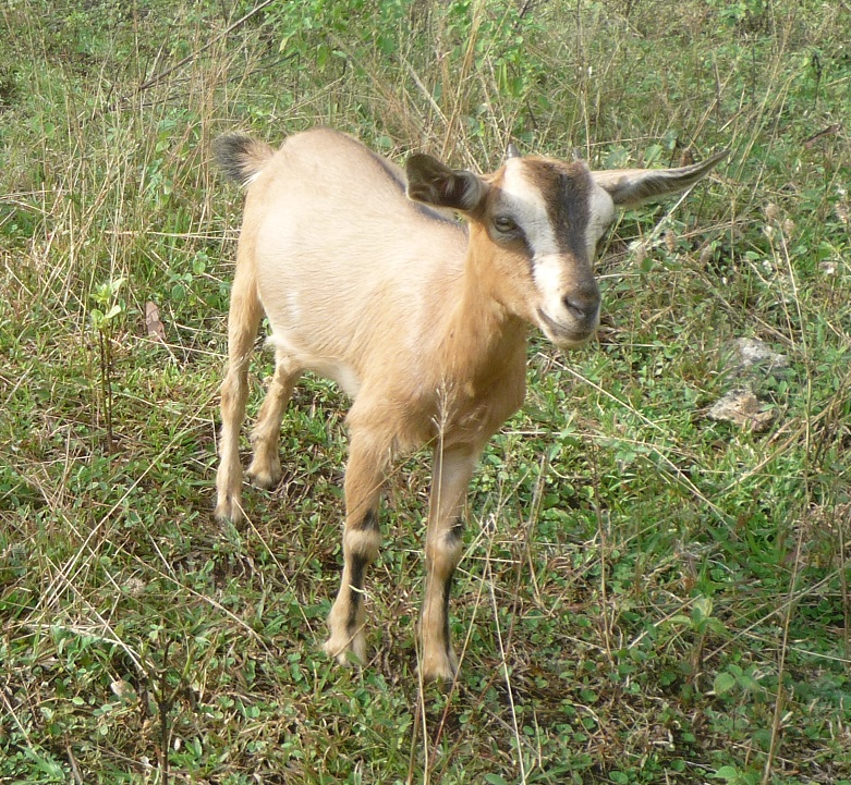 f:id:pepie17:20170113161940j:image