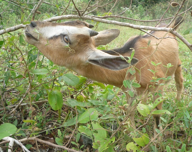 f:id:pepie17:20170114131739j:image