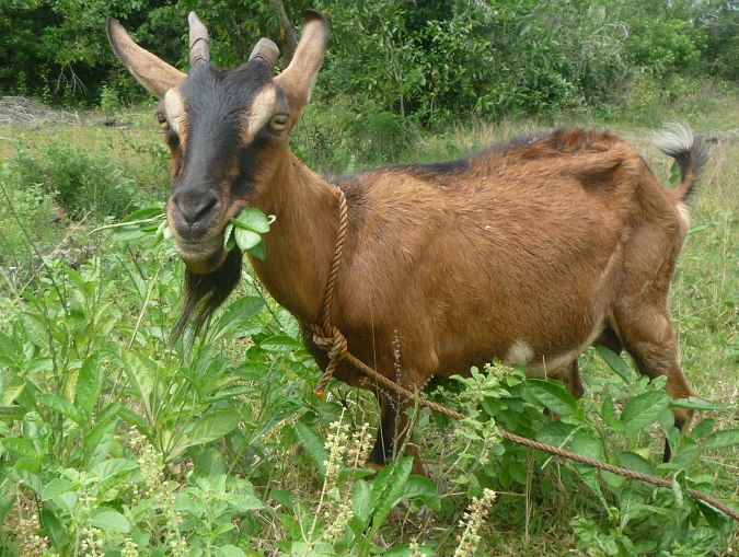 f:id:pepie17:20170122130921j:image