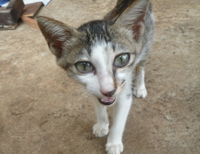 f:id:pepie17:20170327152321j:image f:id:pepie17:20170327152321j:image