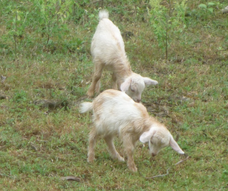 f:id:pepie17:20170329144606j:image f:id:pepie17:20170329144606j:image