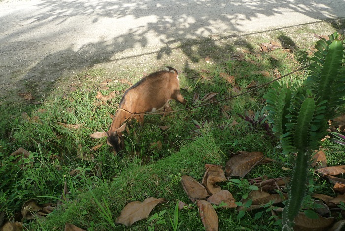 f:id:pepie17:20170329162828j:image f:id:pepie17:20170329162828j:image