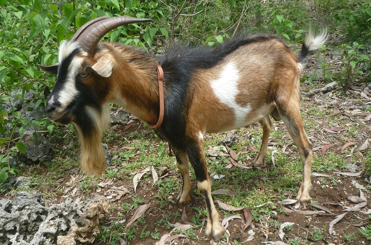 f:id:pepie17:20170509115144j:image