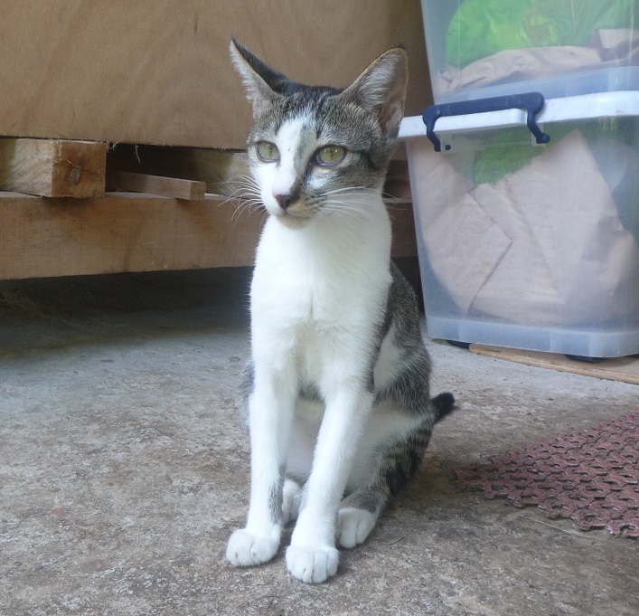 f:id:pepie17:20170525134351j:image