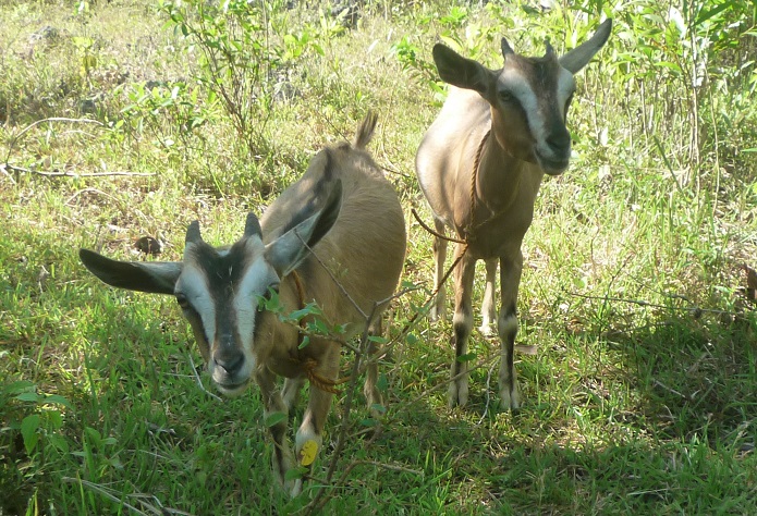 f:id:pepie17:20170531155943j:image