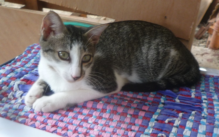 f:id:pepie17:20170608161524j:image