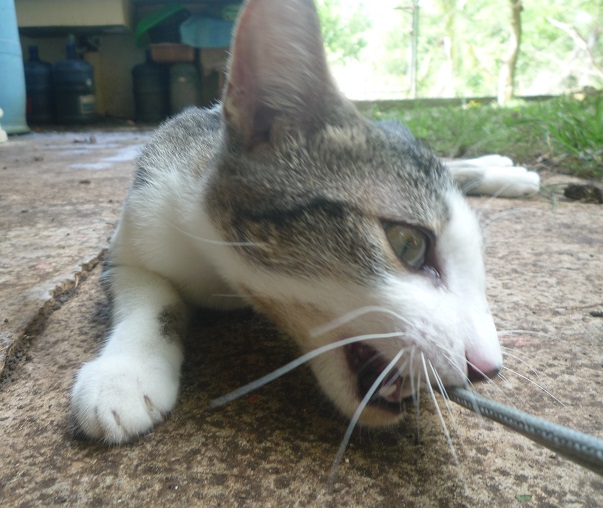 f:id:pepie17:20170610104004j:image