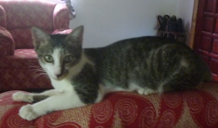 f:id:pepie17:20170613112400j:image