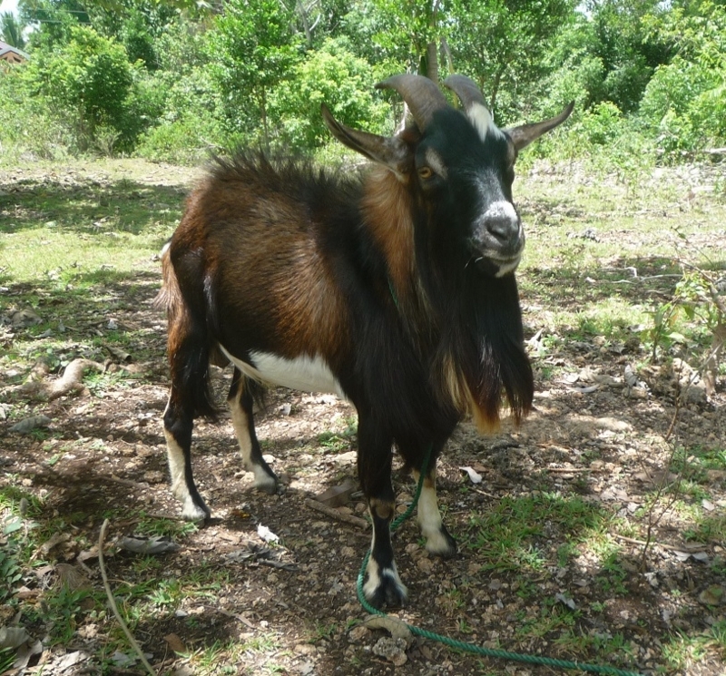 f:id:pepie17:20170613122509j:image