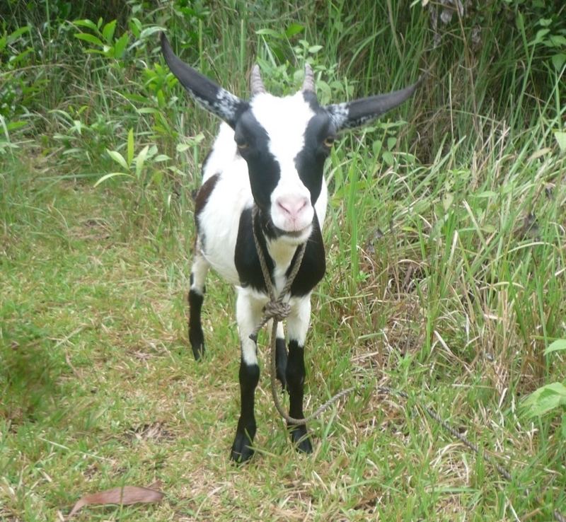 f:id:pepie17:20170614154724j:image