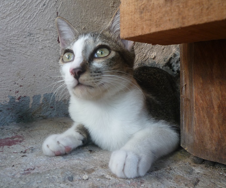 f:id:pepie17:20170616162840j:image