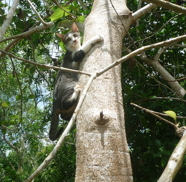 f:id:pepie17:20170702131225j:image