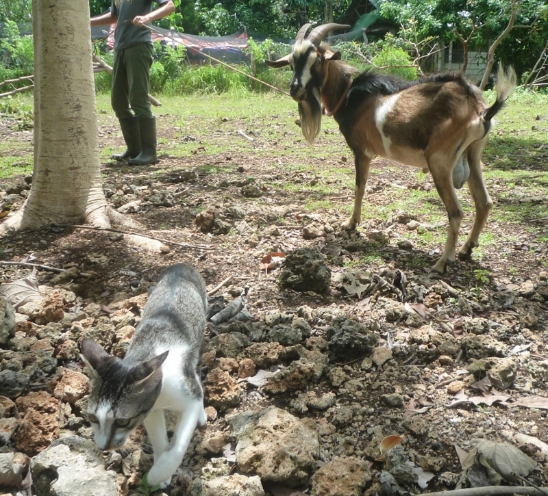 f:id:pepie17:20170702131238j:image