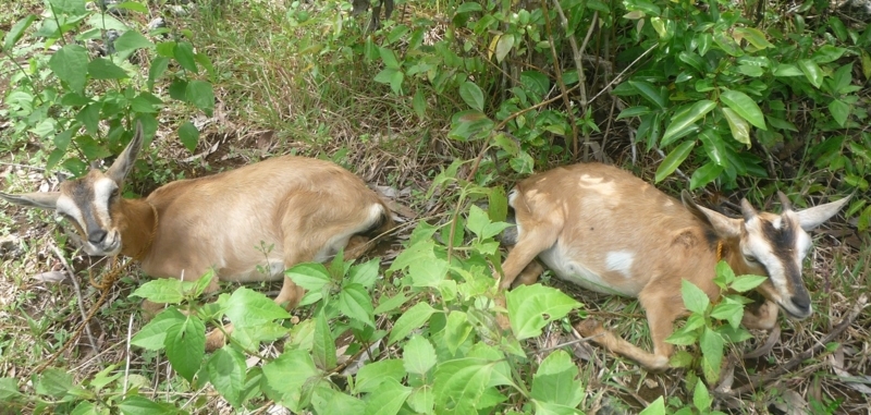 f:id:pepie17:20170702131859j:image