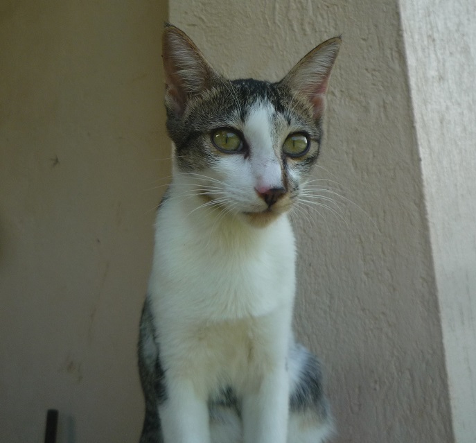 f:id:pepie17:20170702141250j:image