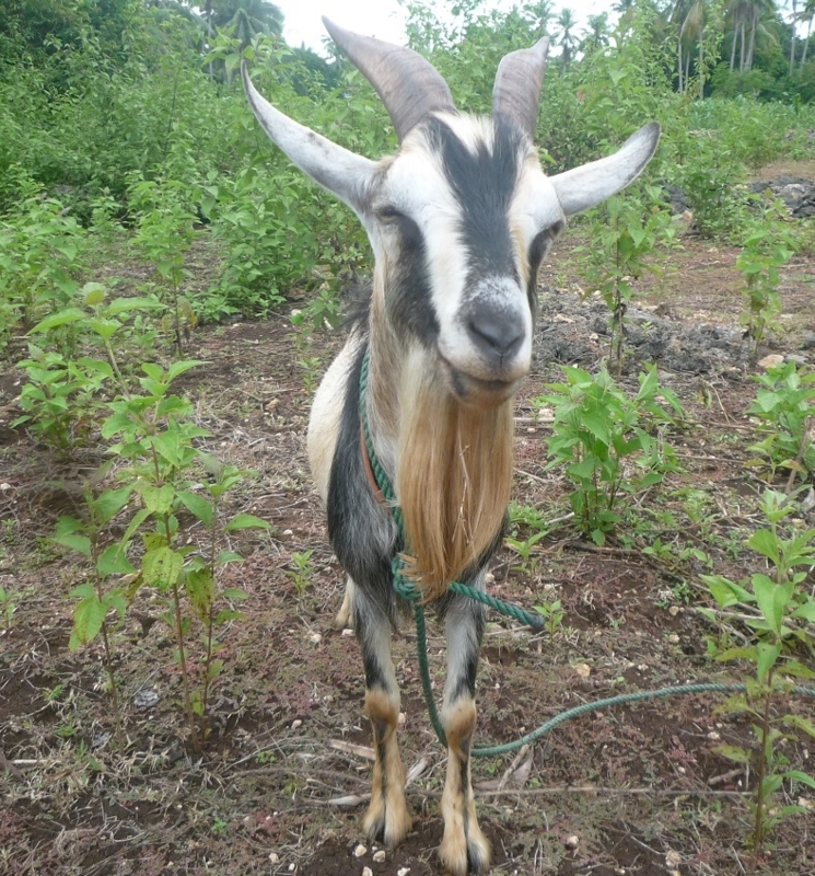 f:id:pepie17:20170715120345j:image