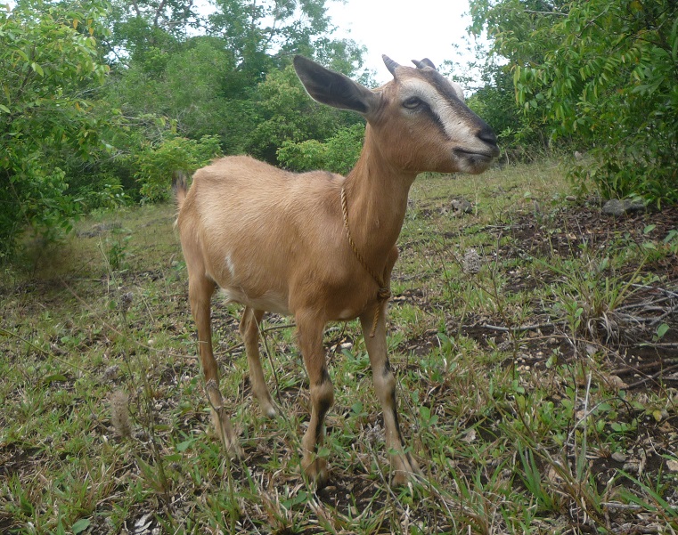 f:id:pepie17:20170715121226j:image